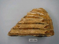 藏品(象齒化石)的圖片